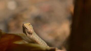 shot on chameleon or Javanese calotes sunbathing in the morning video