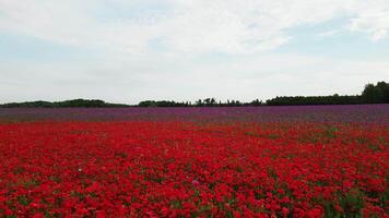 Aerial view low flight over of poppy field in Czechia video
