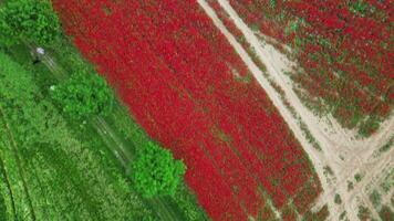 Aerial top down view of poppy field in Czechia video