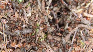 Joint cooperation is the work of a group of ants from the same colony. video