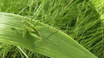 The grasshopper jumped on a leaf of the plant and crawled up it. video