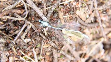 In an anthill, ants pull a dragonfly into a hole. A insects are dragging prey video