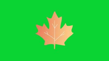 Autumn Leaves icons collection, 3D Animation Autumn Leaves Green Screen, Element Stock Overlay 4k Animation Stickers, Realistic running with loop animation chroma key, Green Screen Background video