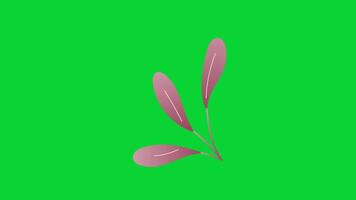 Autumn Leaves icons collection, 3D Animation Autumn Leaves Green Screen, Element Stock Overlay 4k Animation Stickers, Realistic running with loop animation chroma key, Green Screen Background video