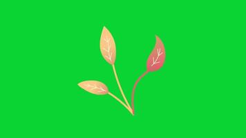 Autumn Leaves icons collection, 3D Animation Autumn Leaves Green Screen, Element Stock Overlay 4k Animation Stickers, Realistic running with loop animation chroma key, Green Screen Background video