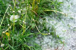 Poplar fluff lying on the various green grass with blooming dandelions on a hillside photo