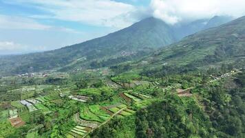 Aerial View of Rice Fields in the Mountains in Central Java, Indonesia video