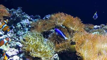 Marine life in Lisbon Oceanarium video