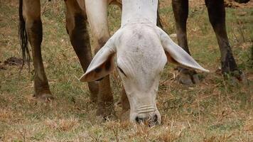 Zebu cattle, Zebuino, are the result of crossing between the Guzera, Gir and Nellore video