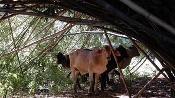 Zebu cattle, Zebuino, are the result of crossing between the Guzera, Gir and Nellore video