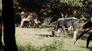 Zebu cattle, Zebuino, are the result of crossing between the Guzera, Gir and Nellore video