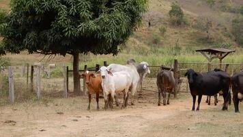 Zebu cattle, Zebuino, are the result of crossing between the Guzera, Gir and Nellore video