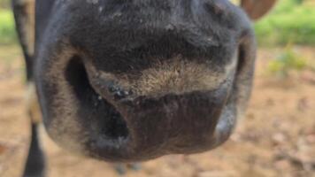 Zebu cattle, Zebuino, are the result of crossing between the Guzera, Gir and Nellore video