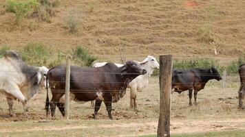 Zebu cattle, Zebuino, are the result of crossing between the Guzera, Gir and Nellore video