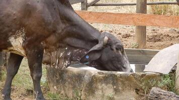 Zebu cattle, Zebuino, are the result of crossing between the Guzera, Gir and Nellore video