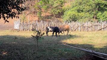 Zebu cattle, Zebuino, are the result of crossing between the Guzera, Gir and Nellore video
