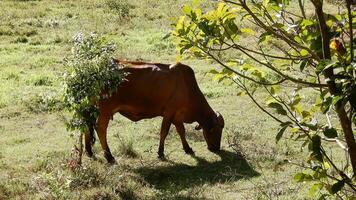 Zebu cattle, Zebuino, are the result of crossing between the Guzera, Gir and Nellore video