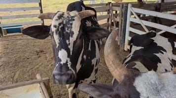 Zebu cattle, Zebuino, are the result of crossing between the Guzera, Gir and Nellore video