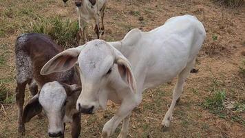 Zebu cattle, Zebuino, are the result of crossing between the Guzera, Gir and Nellore video