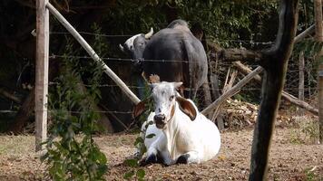 Zebu cattle, Zebuino, are the result of crossing between the Guzera, Gir and Nellore video