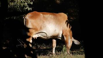 Zebu cattle, Zebuino, are the result of crossing between the Guzera, Gir and Nellore video