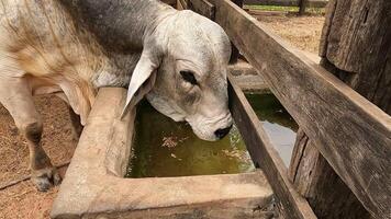 Zebu cattle, Zebuino, are the result of crossing between the Guzera, Gir and Nellore video