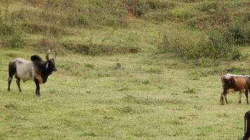 Zebu cattle, Zebuino, are the result of crossing between the Guzera, Gir and Nellore video