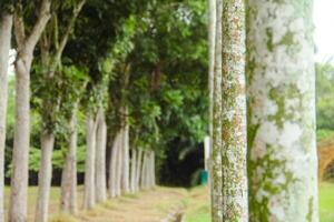 Tree trunks neatly arranged in a garden photo