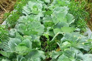 Cabbage vegetables that are still on the plantation. cabbage plants that grow on fertile soil in the highlands photo