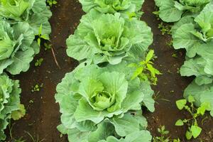 Cabbage vegetables that are still on the plantation. cabbage plants that grow on fertile soil in the highlands photo