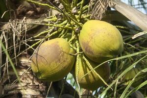 fresh and young green coconuts are still on the tree photo