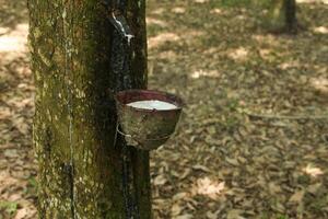 A place to store rubber produced from rubber trees that are still productive photo