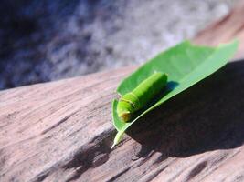 Macrophotography of a green caterpillar walking on a lime tree and preparing to eat the leaves photo