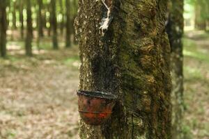 A place to store rubber produced from rubber trees that are still productive photo