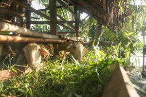 Goat farming, goats are in cages and are usually used as animals for Eid al-Adha photo