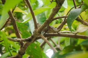 Garden Chameleon or calotes versicolor which is on a tree branch hunting for insects photo