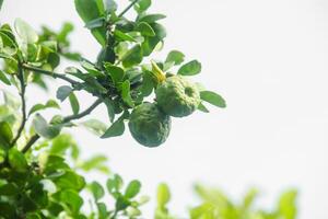Green kaffir lime fruit that is still on the tree and shines with beautiful morning sunlight photo