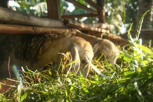Goat farming, goats are in cages and are usually used as animals for Eid al-Adha photo