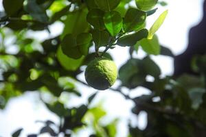 Green kaffir lime fruit that is still on the tree and shines with beautiful morning sunlight photo