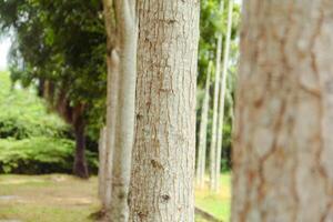 Tree trunks neatly arranged in a garden photo