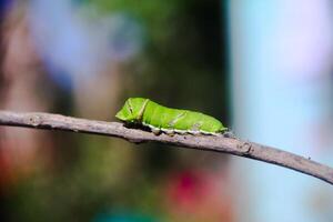 Macrophotography of a green caterpillar walking on a small twig photo