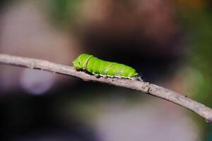 Macrophotography of a green caterpillar walking on a small twig photo