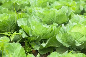 Cabbage vegetables that are still on the plantation. cabbage plants that grow on fertile soil in the highlands photo