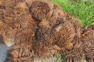 Waste from palm oil that has gone through a boiling process and produces cooking oil photo