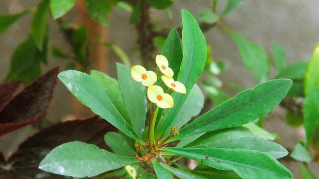 Yellow euphrobia flowers bloom beautifully in the morning photo