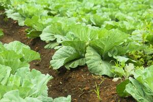Cabbage vegetables that are still on the plantation. cabbage plants that grow on fertile soil in the highlands photo