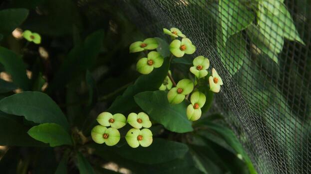 Yellow euphrobia flowers bloom beautifully in the morning photo