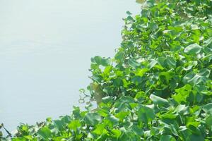 Water hyacinth is an aquatic plant that grows abundantly in water areas and can cause silting in rivers and can be used as raw material for crafts. photo