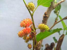 berries tree in the polybag photo