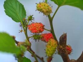 berries tree in the polybag photo